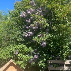 Who Knew Lilacs Make a Delicious Drink?! 