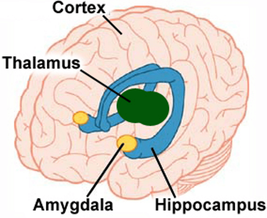 Amygdala_Location_in_the_Brain.png (915×747) Amygdala_Location_in_the_Brain.png (915×747)