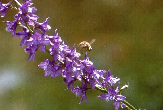 Pol·linitzadors de l’Esperó de Bolòs (Delphinium bolosii) en flor. Fotografia de Maria Bosch i BioC.org.tion. Pol·linitzadors de l’Esperó de Bolòs (Delphinium bolosii) en flor. Fotografia de Maria Bosch i BioC.org.tion.