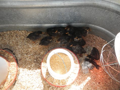 Chicks progress picture