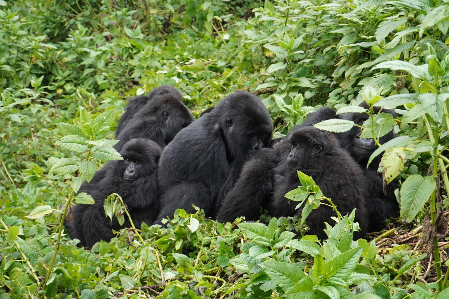 Group of gorillas captured during gorilla trekking experience, Rwanda