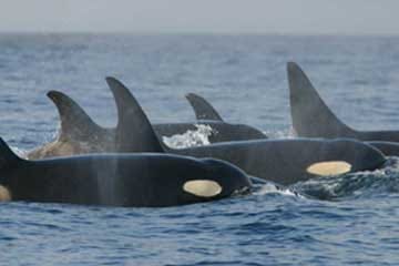 a pod of Southern Resident orcas