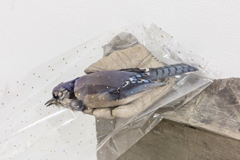 Liz Magor