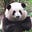 Panda Bun's avatar