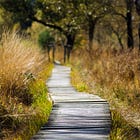 Bittersweet reminders from a familiar forest 🌳