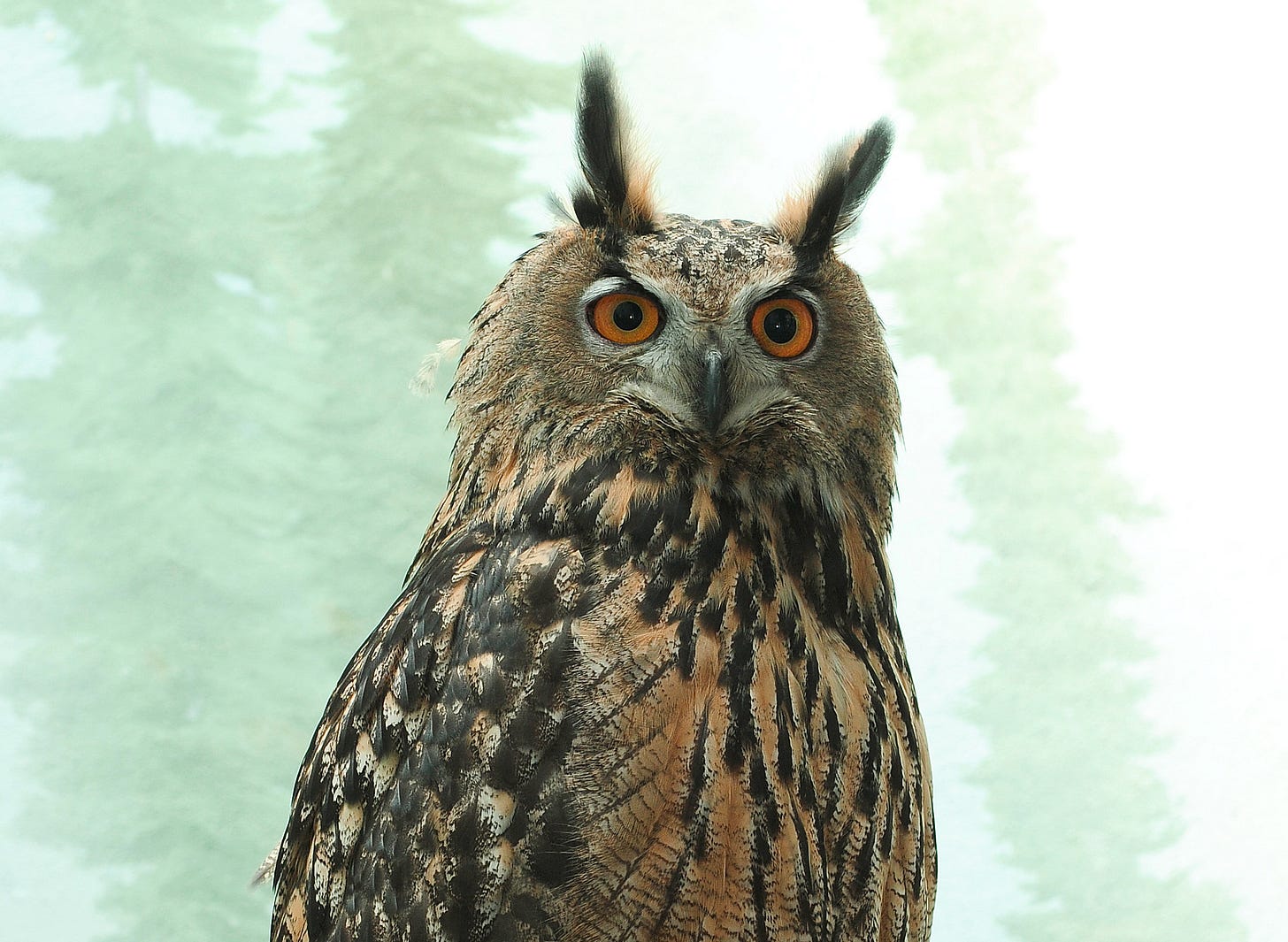 Beloved Owl Flaco Inspires Movement for Permanent Central Park Statue