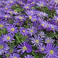 Ink and Light by Nat Hale