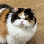 Simmy Sai's avatar