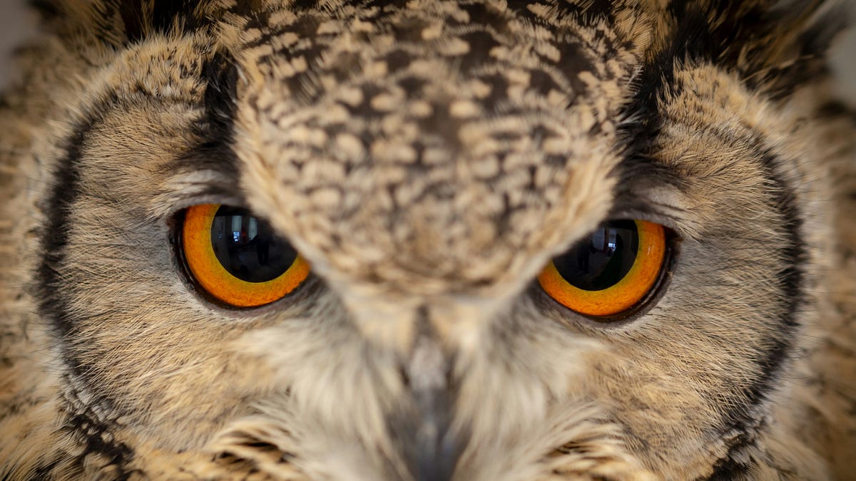 Hootsuite Takes Heat For Collaborating With ICE