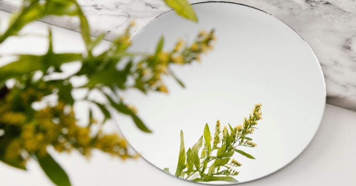 Mirror reflecting plant