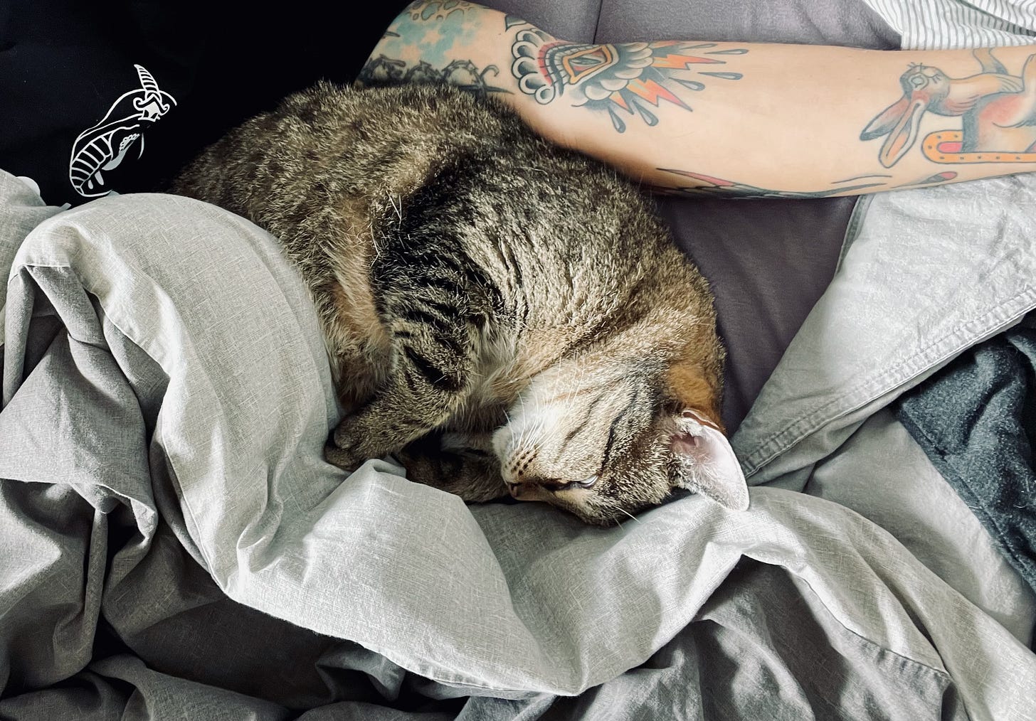 A cat sleeping in the arm of the author