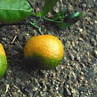 [AUDIO] China Destroyed 95% of Florida's Oranges