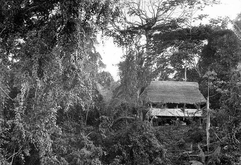 File:Panguana-1971.jpg File:Panguana-1971.jpg