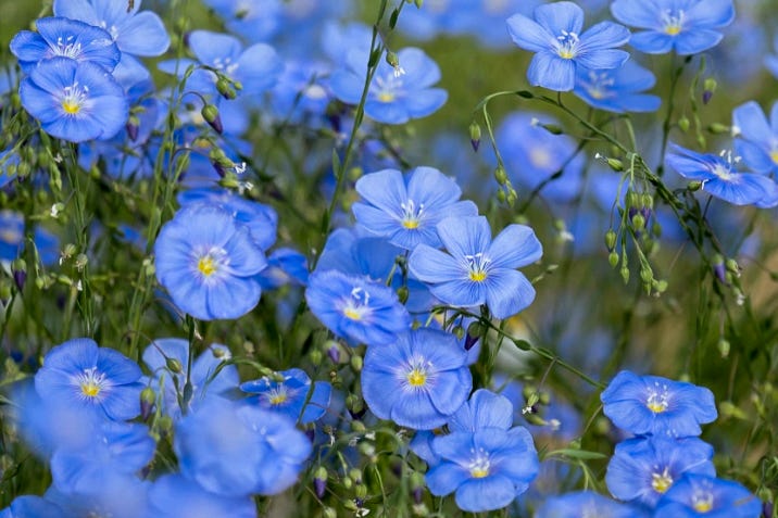 Nahaufnahme vieler zartblauer Flachsblüten (Lein), deren fünfzählige, leicht durchscheinende Kronblätter mit gelb-weisser Mitte im Sonnenlicht leuchten; filigrane grüne Stängel und Knospen umrahmen das blühende Feld.