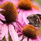 Native to where, exactly??