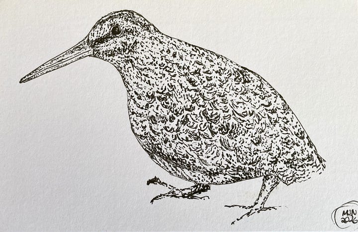 Two ink drawings, one of a petrel flying, the other of a small bird with a long beak walking