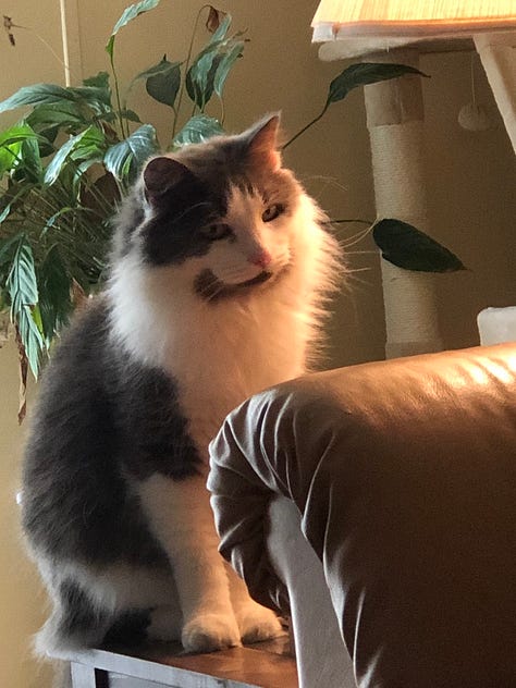 Newman's favorite poses & sleeping areas