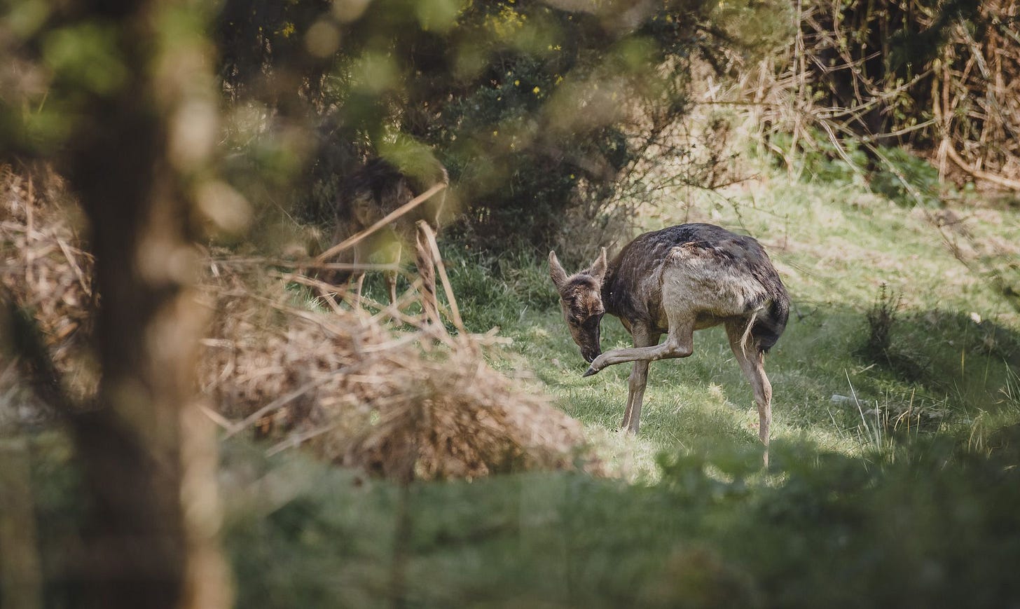 Black Fallow Doe in Dawlish Park, Devon