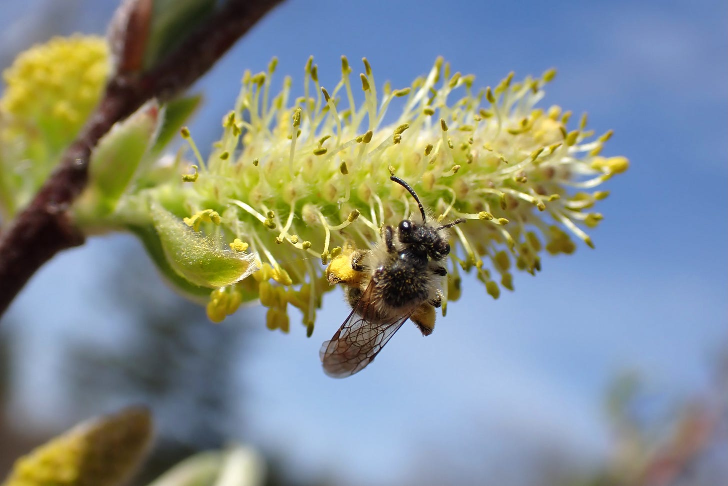 A native honeybee collects pollen from the bright yellow tips of a Black Willow blossoms, which looks like a tiny pom-pom of white and gold.