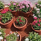 Notts Going On — Spring Plant Hunters Fair and Punch recognition