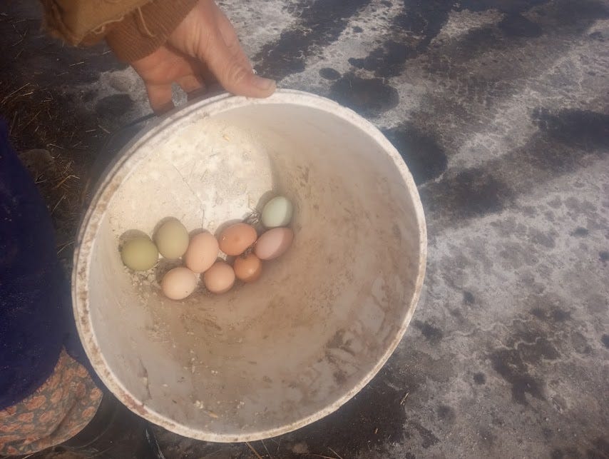 a hand holds a bowl of eggs outside. The ground is frozen below.