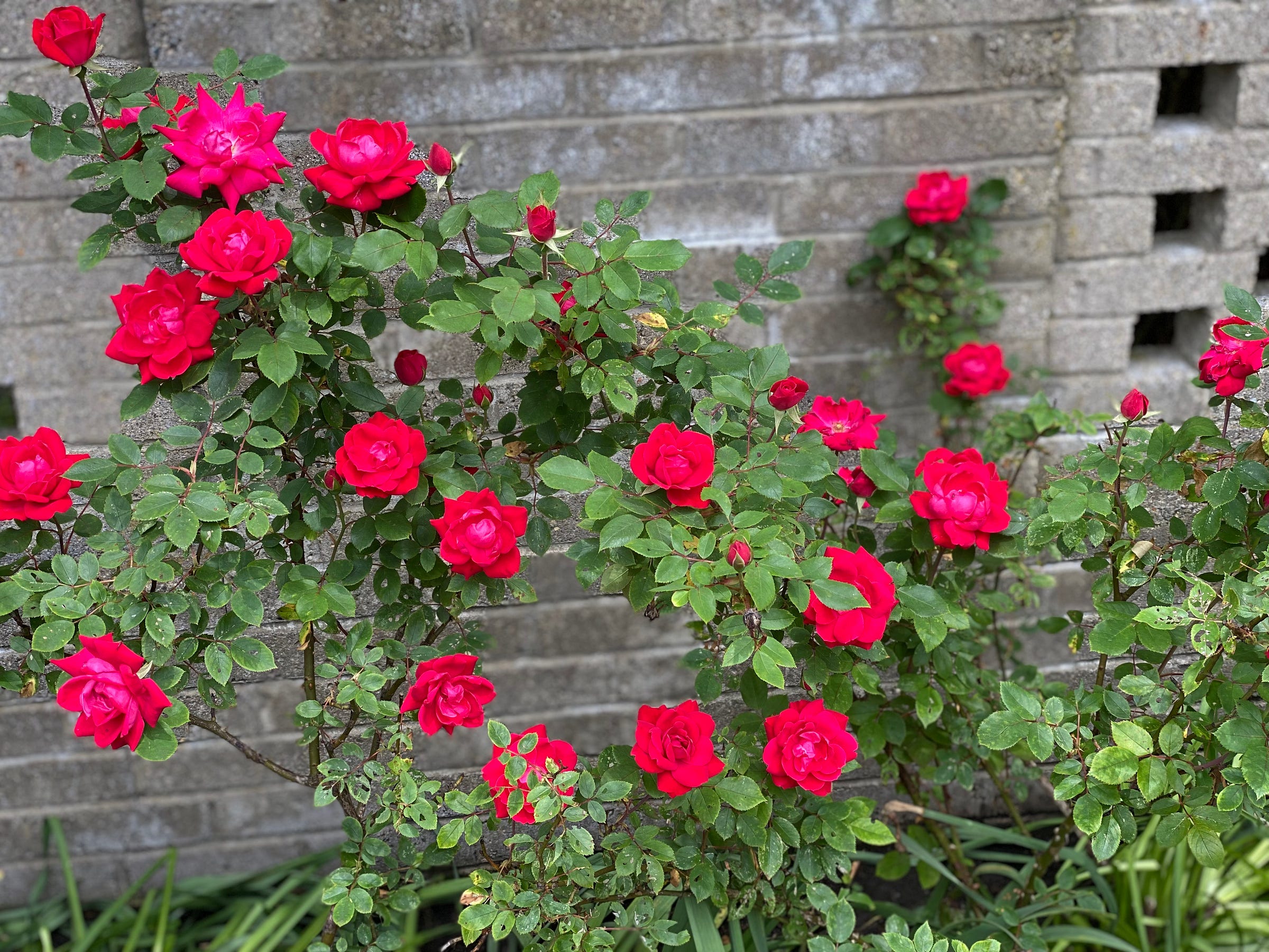 Vibrant Pink Heart-shaped display of red roses against a stone wall, My Forever Son, 5 Ways Suicide Grief is Different