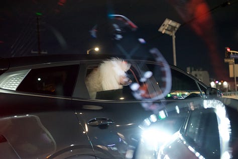 A cinematic rooftop night sequence captured in low light: orange roses glowing under warm interior lamps, reflections across glass obscuring a woman’s face as she lifts the bouquet, illuminated concrete stairs rising into shadow, a white poodle leaning from a car window through city light flares, a motion-blurred skyline beneath a crescent moon, and a circular fire pit burning at the center of a table while hands gather around it. The composition prioritizes atmosphere, reflection, and negative space over direct portraiture.