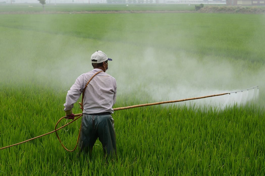 Japanese farmer spraying rice with agricultural chemicals