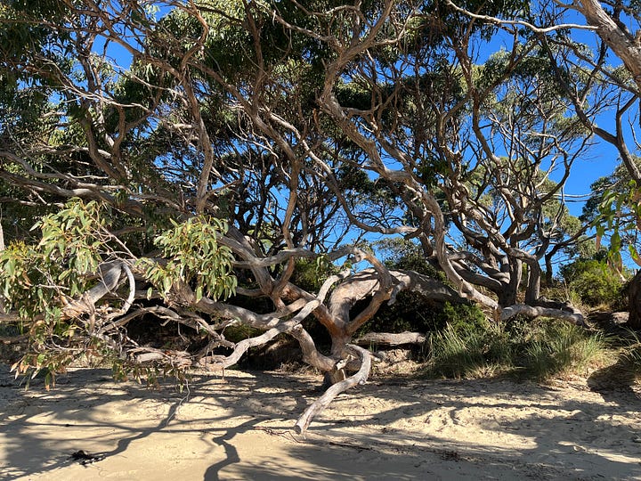 A picture of kelp drying in the rafters, another of a big old twisted gum tree growing on the foreshore and a picture of the beach under blue skies.