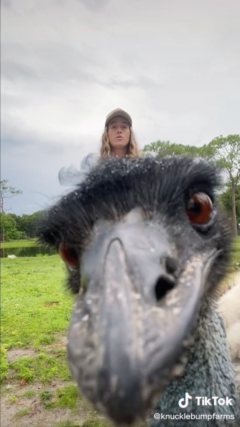 Screenshot of an image from a TikTok from Knuckle Bump Farms Screenshot of an image from a TikTok from Knuckle Bump Farms