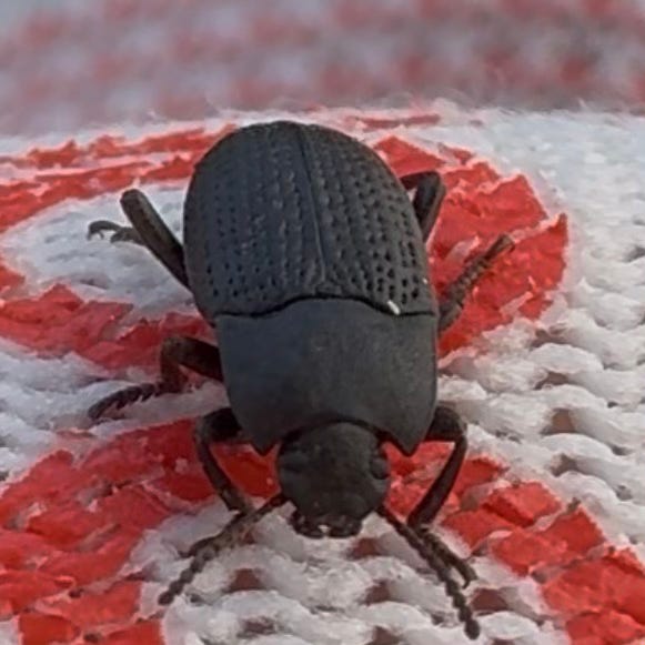 textured ground beetle textured ground beetle