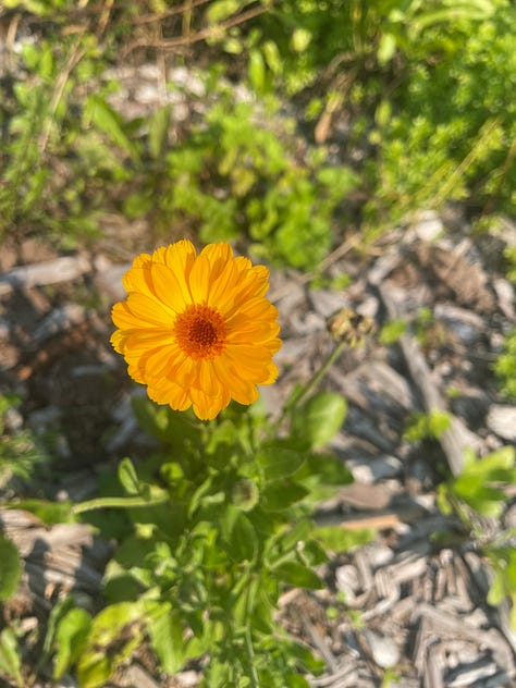 A series of three photos. First photo of a yellow flower. Second photo of a plant growing out of concrete. Third photo of a green leafy plant.