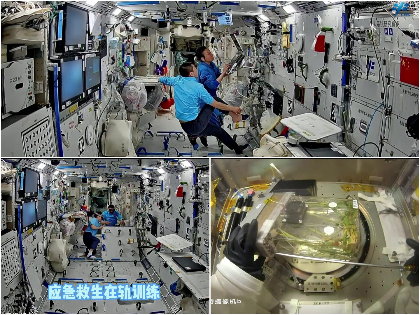 Li Jiaying assisting with an ultrasound on Zhang Zhiyuan’s foot (top), the Shenzhou-23 crew grabbing equipment for a fire drill (bottom left), and rice plants being managed in a controlled atmosphere (bottom right). Li Jiaying assisting with an ultrasound on Zhang Zhiyuan’s foot (top), the Shenzhou-23 crew grabbing equipment for a fire drill (bottom left), and rice plants being managed in a controlled atmosphere (bottom right).