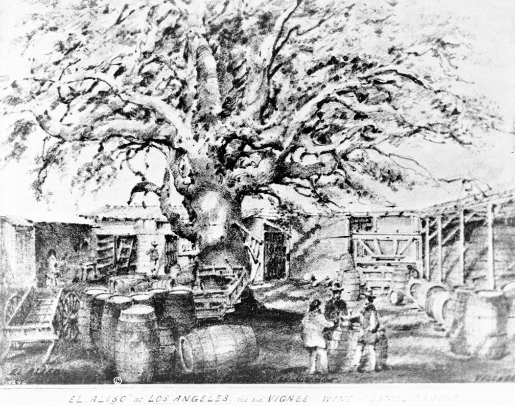 19th-century drawing of El Aliso, Jean-Louis Vignes's Los Angeles winery, showing the giant sycamore tree, wine barrels, and workers. 19th-century drawing of El Aliso, Jean-Louis Vignes's Los Angeles winery, showing the giant sycamore tree, wine barrels, and workers.