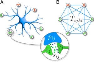 (A) A simplified representation of an astrocyte, highlighting its processes and their connections to synapses. (B) A mathematical model of the minicircuit governed by a single astrocyte.