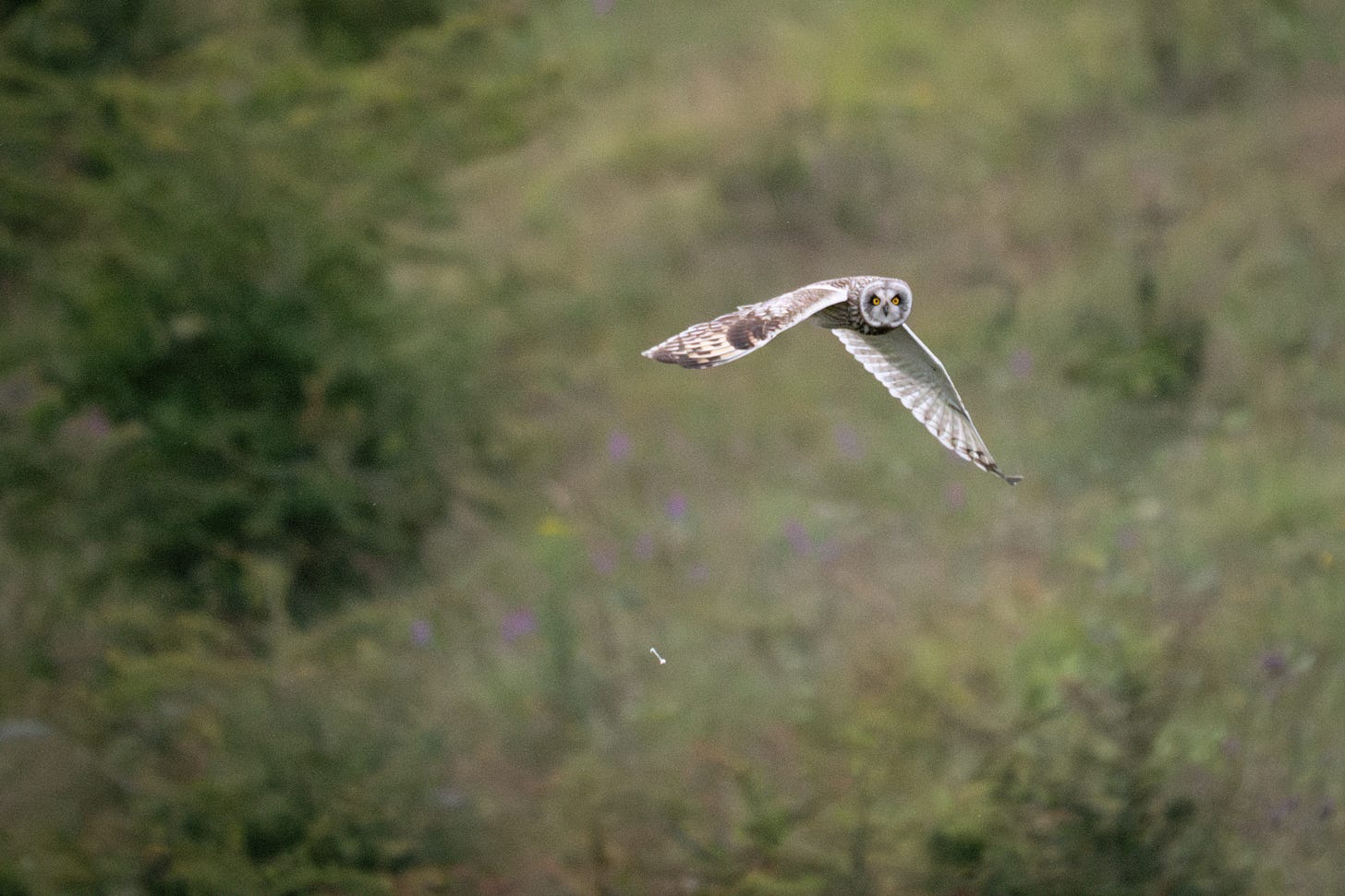 A pale owl with brown bars on its wings, with two yellow eyes staring at the camera as it flies past.