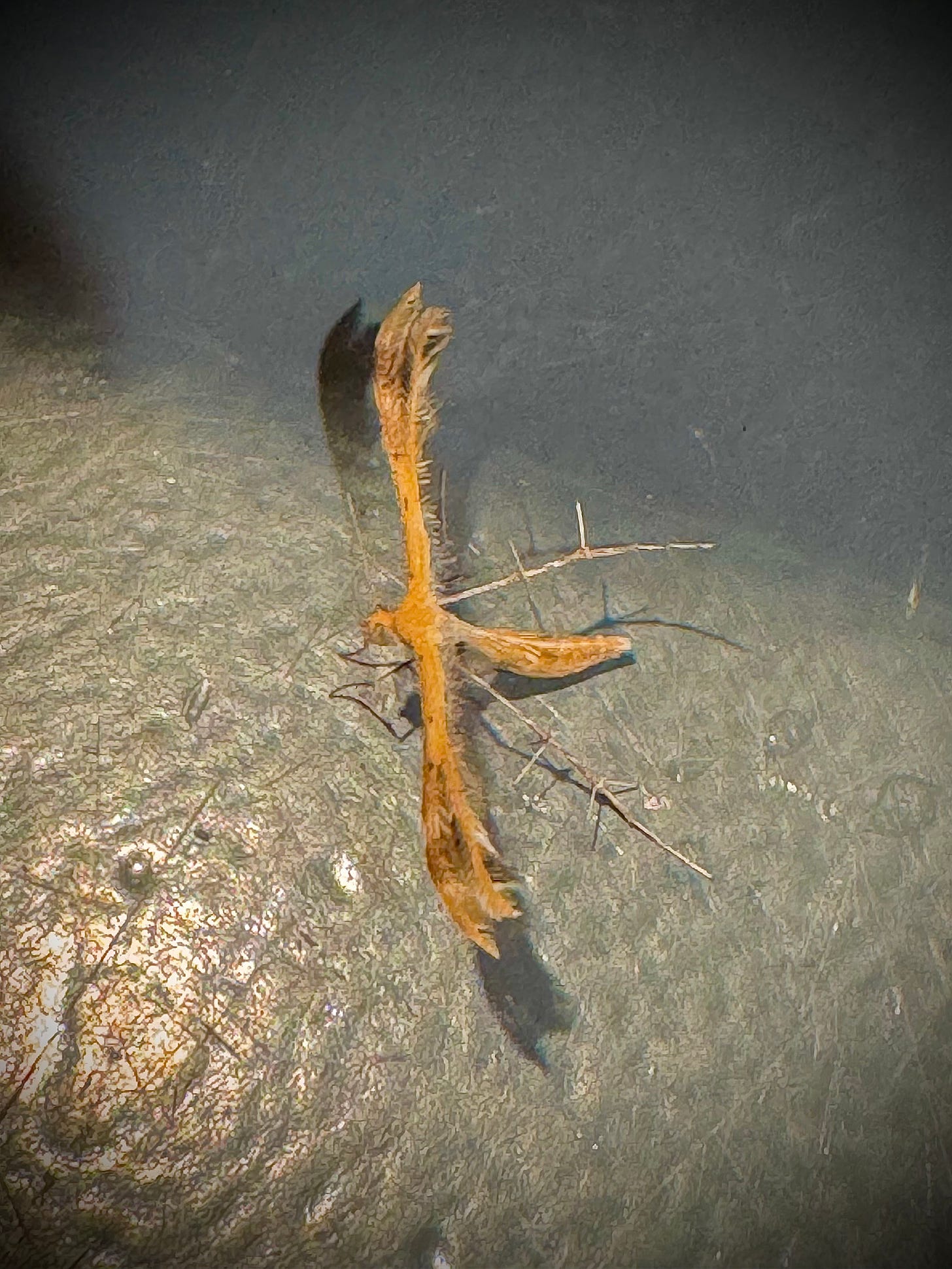 Plume moth on steel counter