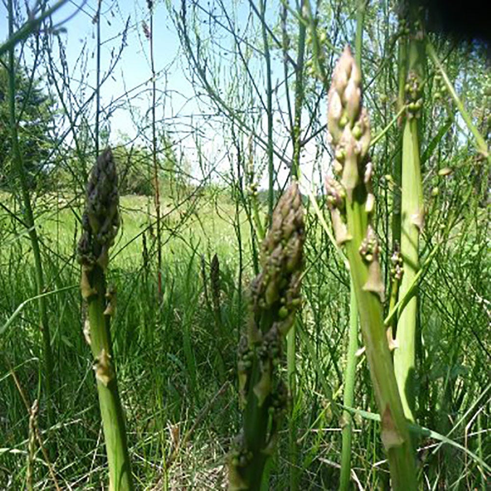 A close-up of some asparagus
AI-generated content may be incorrect. A close-up of some asparagus
AI-generated content may be incorrect.