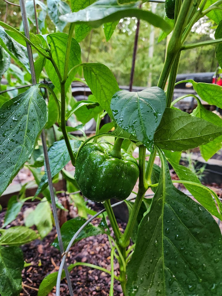 Bell peppers, cherry tomatoes, cucumbers and Tabasco peppers