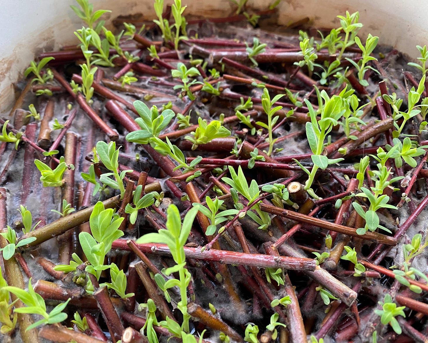 New life pushes through abandoned dye bath