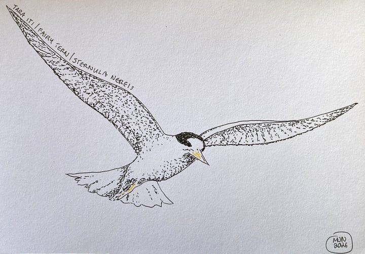 Two ink drawings of birds flying