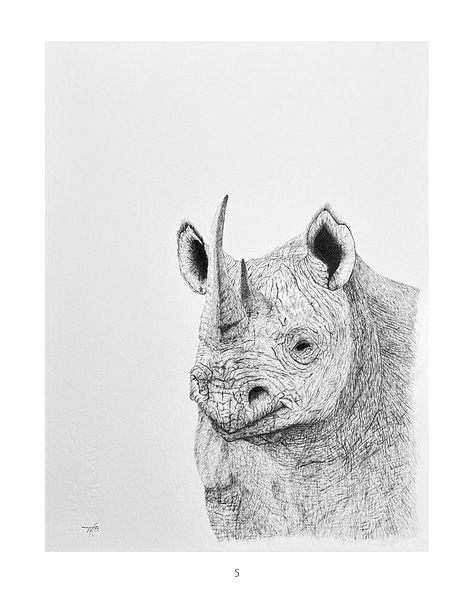 wildlife portraits, ink on paper