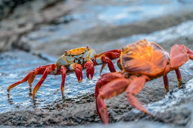 Two crabs facing each other on rocky shore Two crabs facing each other on rocky shore