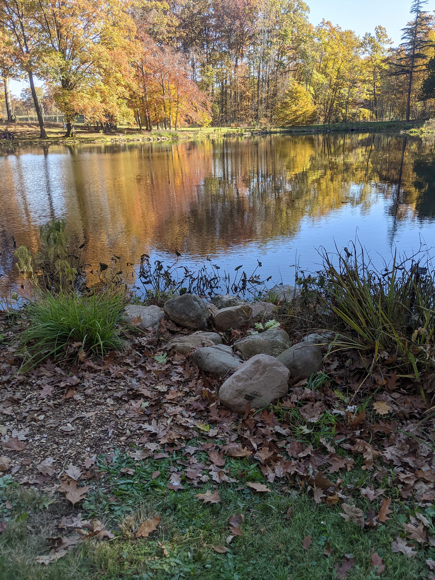 A calm pond surrounded by trees with autumn leaves in shades of gold, orange, and red. Fallen leaves and rocks line the grassy edge in the foreground, and the colorful trees are reflected in the still water under a bright blue sky.