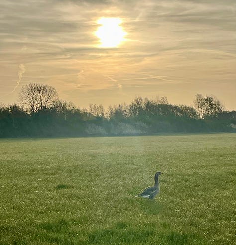 A yellow sun over a field with a single goose walking left to right; white hawthorn flowers in a hedge; two lambs following their mother across bright green grass