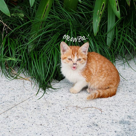 stray kittens at Lujiazui