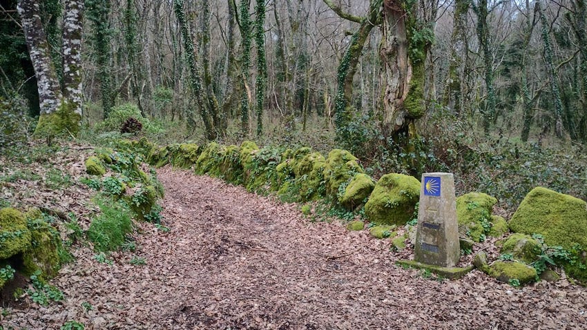 Mojón del Camino Primitivo en el bosque, cerca de Bacurín (Lugo)