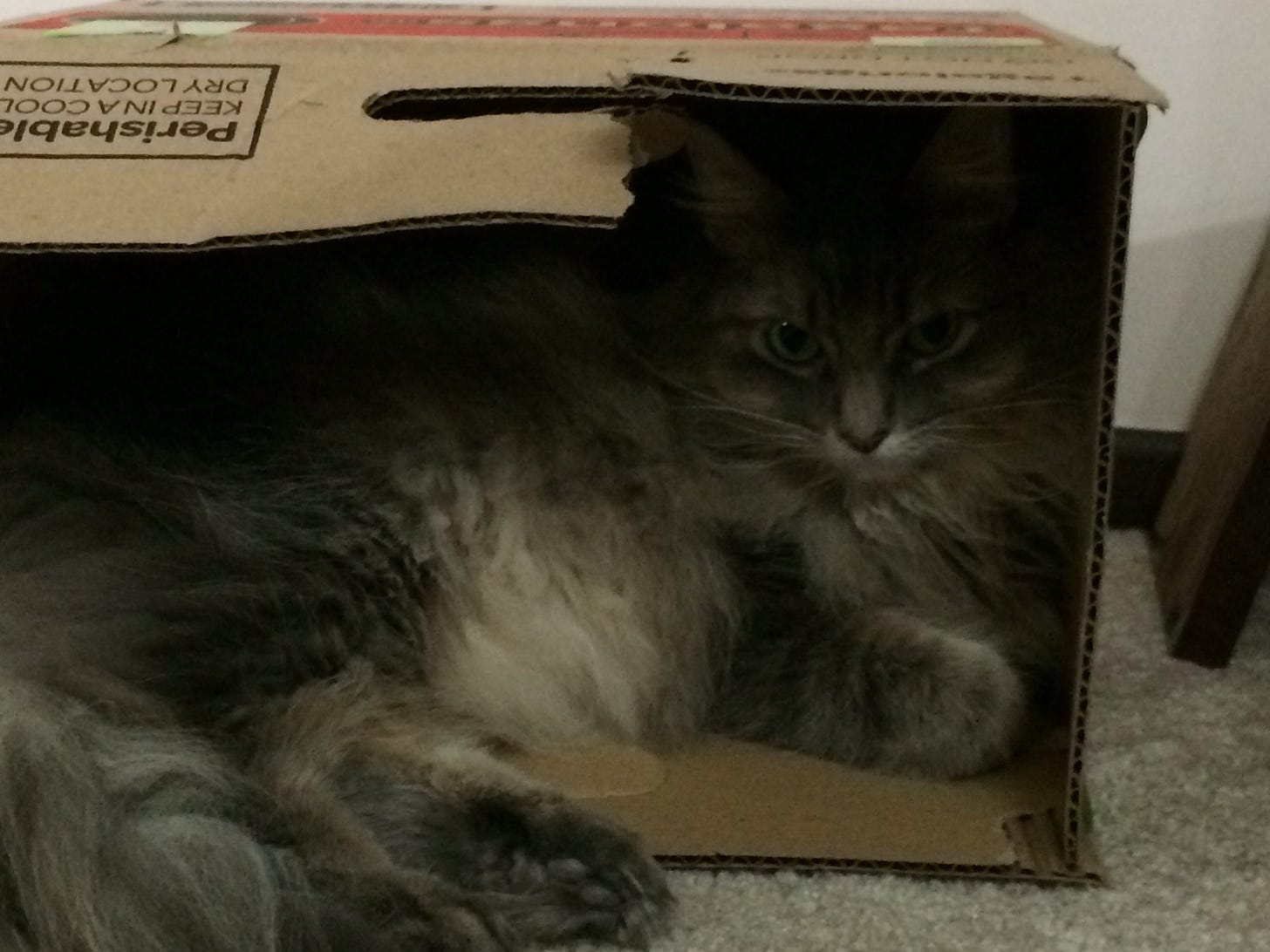 Kali Box Lounging cats in boxes Kali Box Lounging cats in boxes