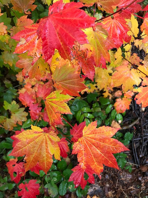 Forests, trees, and colorful leaves
