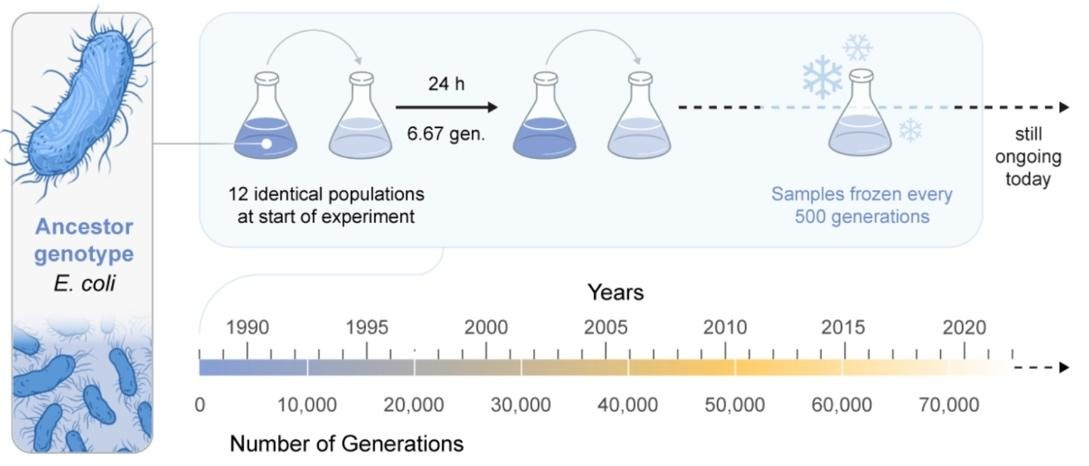 A diagram of a number of stages of generation

AI-generated content may be incorrect.